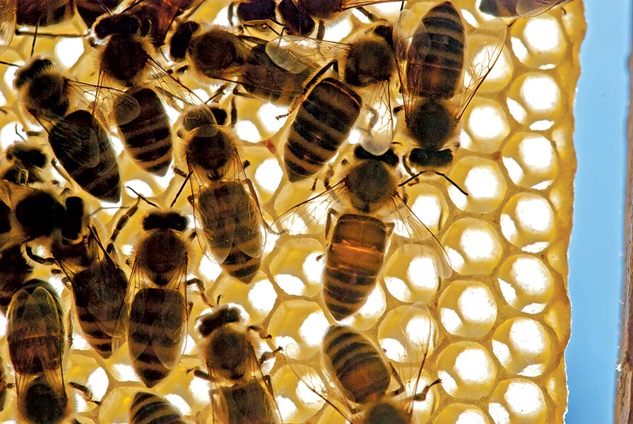 pszczoły na plastrze