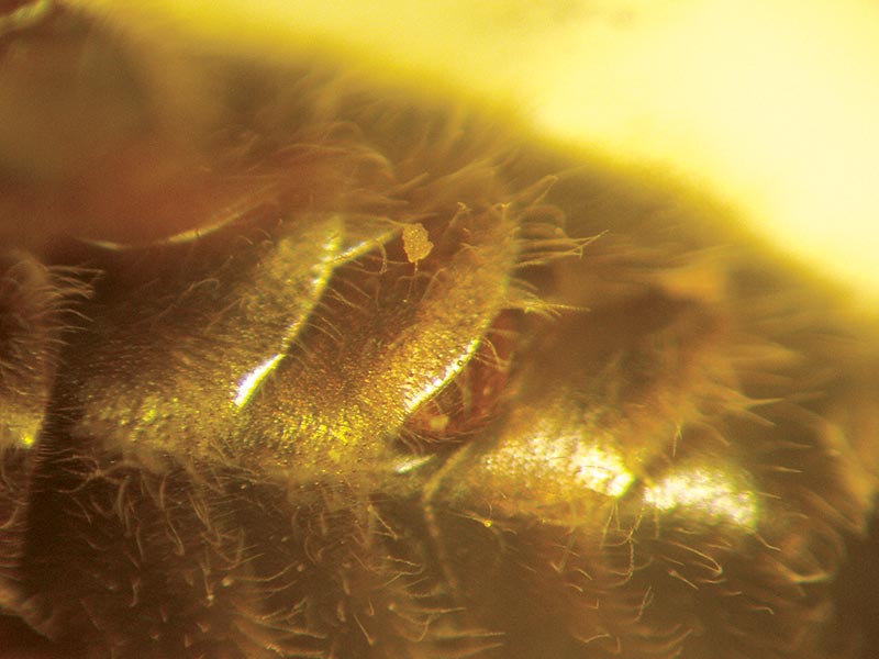 Zwalczanie Varroa destructor metodą izolowania matki, cz. 2.