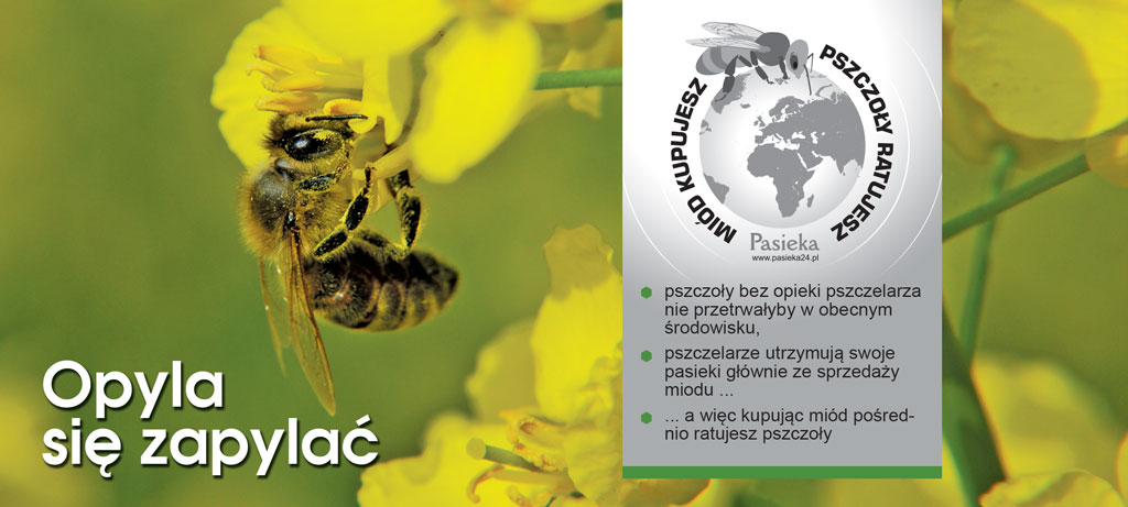 Rusza akcja Pasieki „Miód kupujesz - pszczoły ratujesz”
