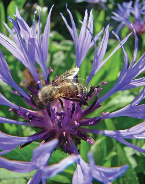 Mniej znane miododajne i pyłkodajne byliny