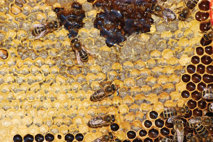 Czerniawka spadziowa choroba mało znana