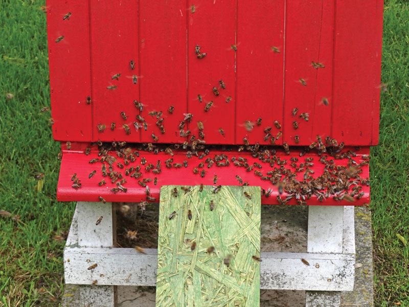 Czym, kiedy i jak karmić pszczoły, aby nie ginęły w czasie zimowli