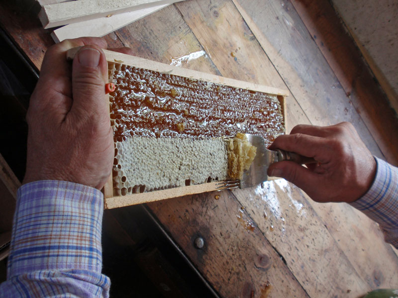 Pasieka po miodobraniu