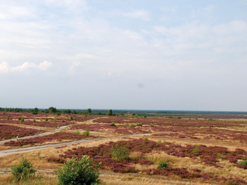 S.O.S. dla wrzosowisk