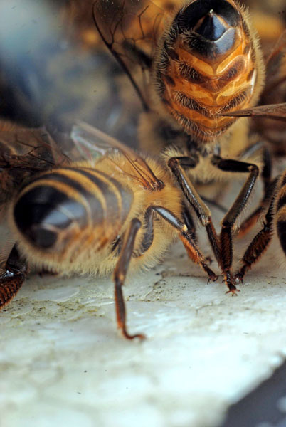 Wykorzystanie wosku pszczelego w lecznictwie, cz. 2.