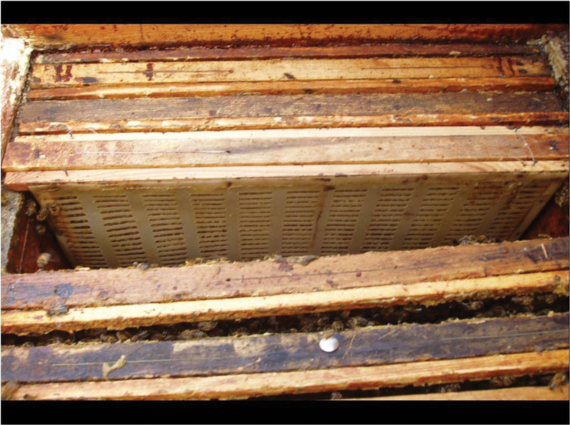 Zwalczanie Varroa destructor metodą izolowania matki,  cz. 3.