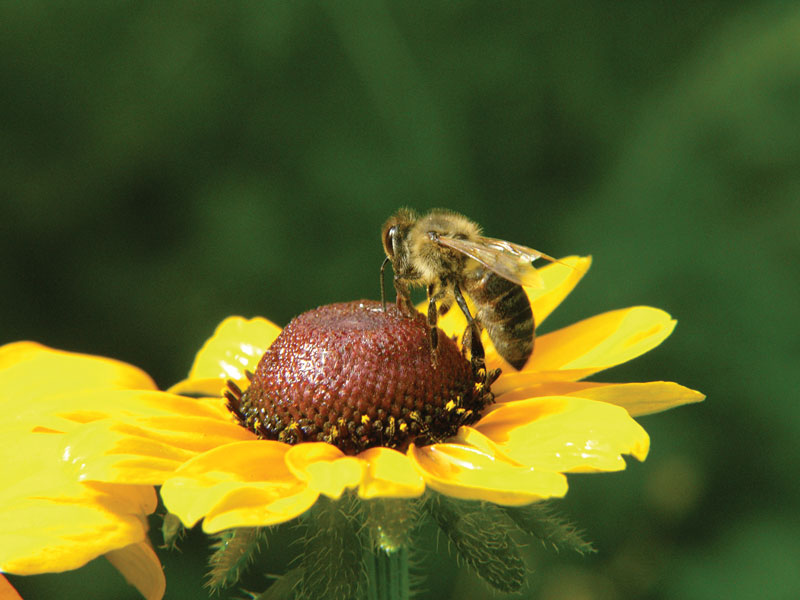 Mniej znane miododajne i pyłkodajne byliny, cz. 2.