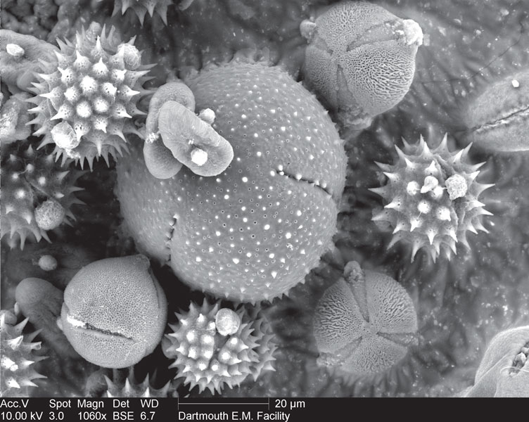 Zjawisko floromigracji u pszczoły miodnej (Apis mellifera)