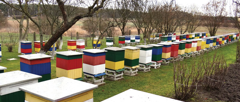 Czym, kiedy i jak karmić pszczoły, aby nie ginęły w czasie zimowli, cz. 2.