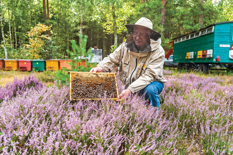 Pozyskiwanie miodu wrzosowego