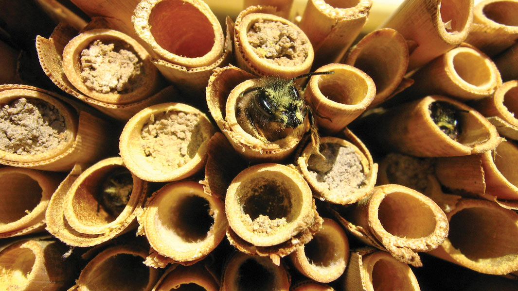 Tytaniczna praca murarki