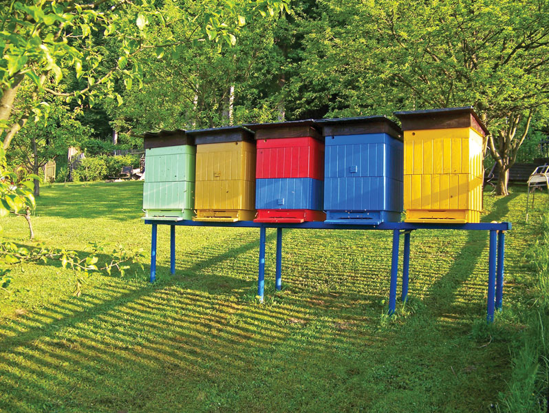 Współczesne zagrożenia w polskim pszczelarstwie