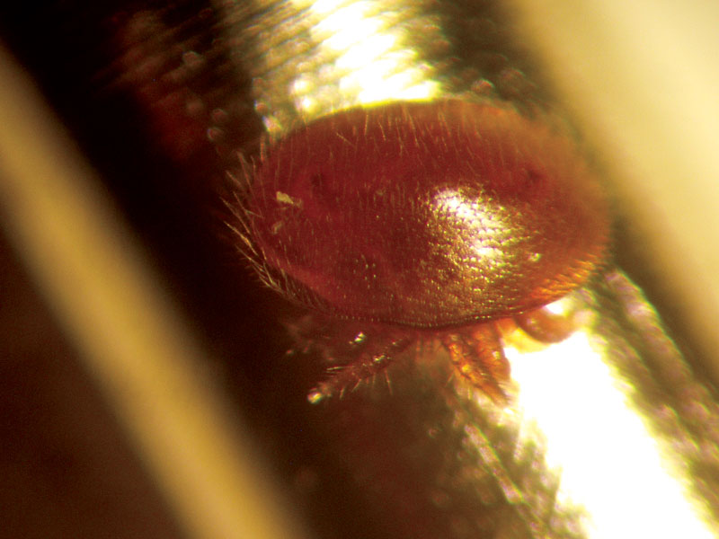 Zwalczanie Varroa destructor metodą izolowania matki,  cz. 4.