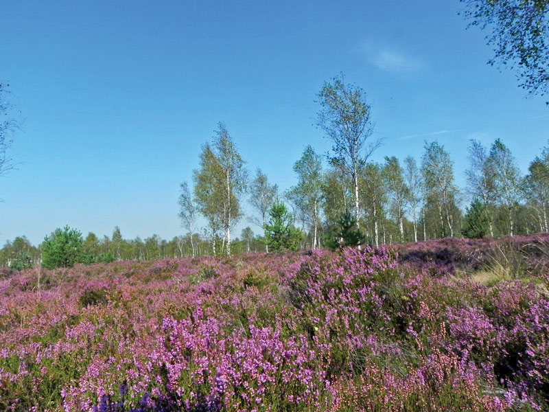 Natura 2000 – na wrzosowiskach Dolnego Śląska