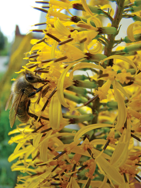 Mniej znane miododajne i pyłkodajne byliny, cz. 3.
