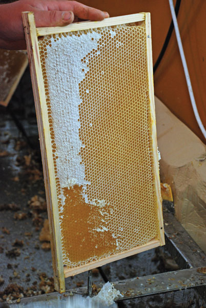 Znaczenie metod opisujących jakość i odmianowość miodu, cz. 2.