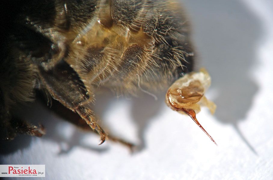 Od czego zależy agresywność pszczół?