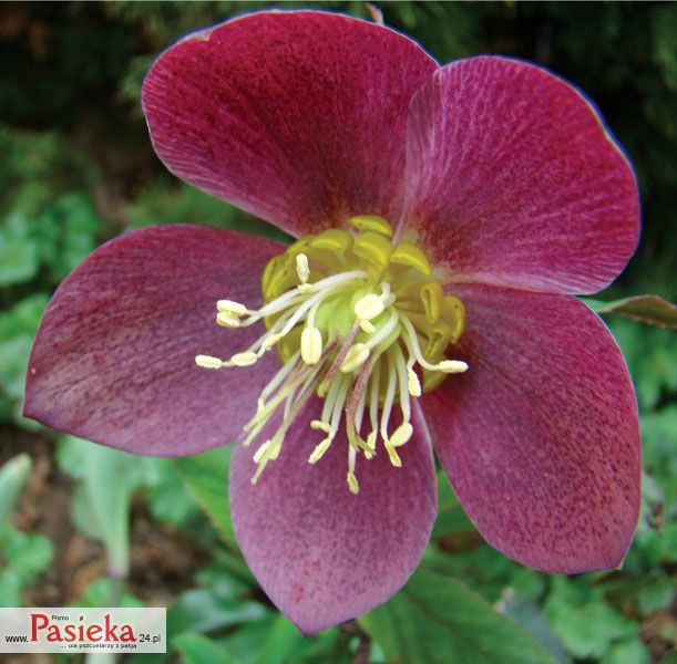 Mniej znane miododajne i pyłkodajne byliny, cz. 4.