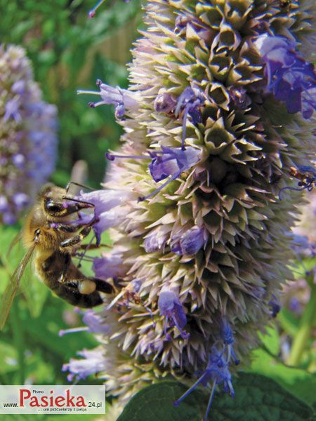 Kłosowiec fenkułowy (Agastache foeniculum (Pursh) Kuntze)