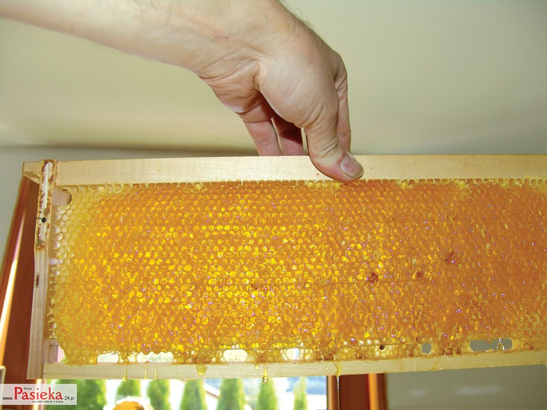 Możliwości wykorzystania miodu w onkologii, cz. 2.