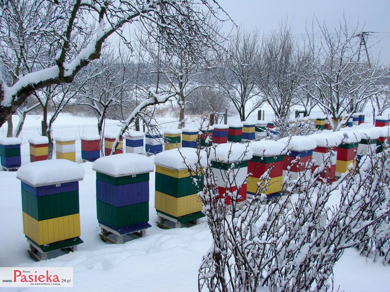 Varroa destructor – skuteczne zwalczanie czy ciągła walka? Cz. 1.