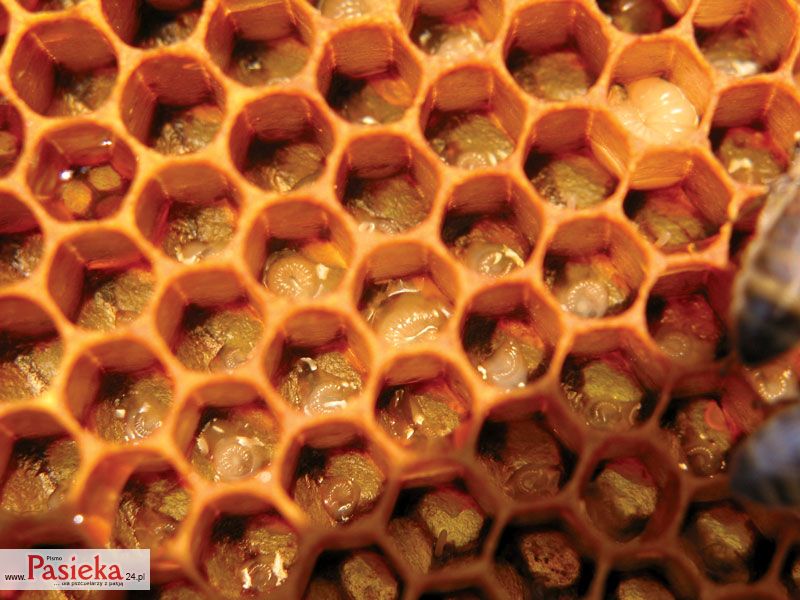 Pszczelarskie zagwozdki językowe