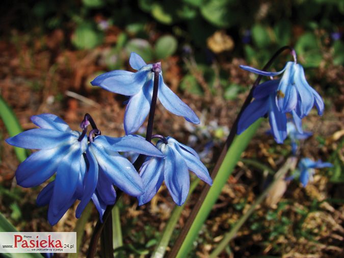 Mniej znane miododajne i pyłkodajne rośliny cebulowe