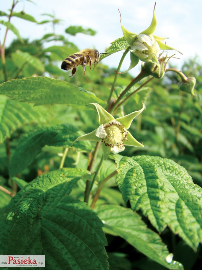 Towarowa uprawa malin