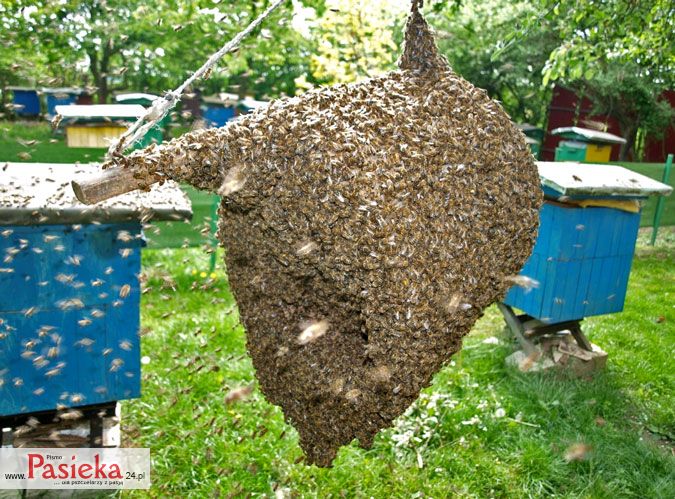 Bardzo wczesny nastrój rojowy