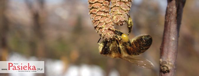 Przedwiośnie ważniejsze niż lato