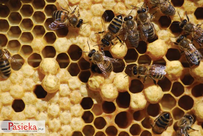 Jak pozbyć się trutówek?