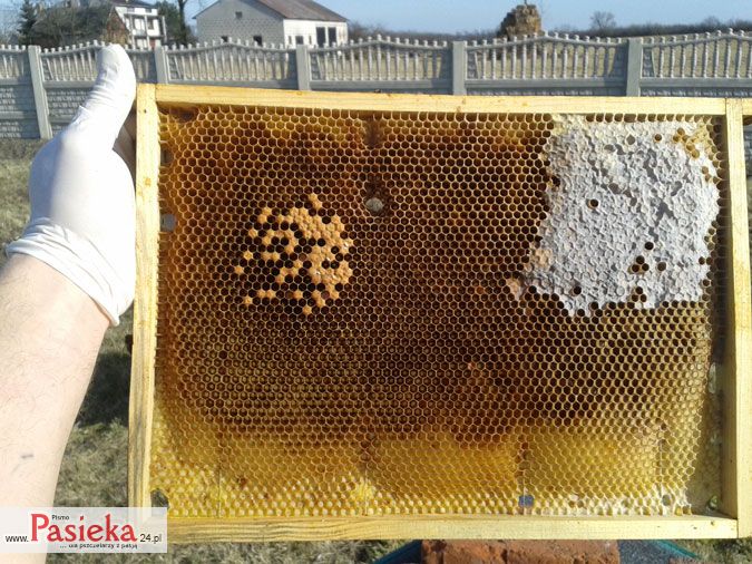 Gospodarka pasieczna w ulach korpusowych inaczej, cz. I