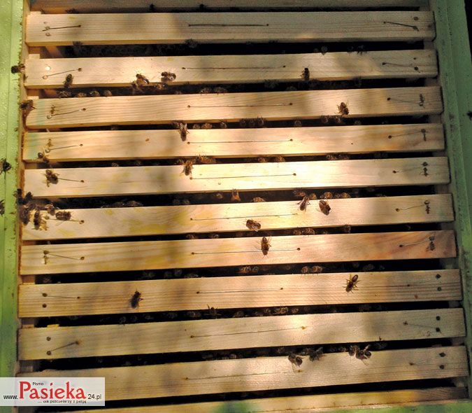 korpus z dwoma ramkami odrobionej węzy i&nbsp;resztą ramek okrywających z&nbsp;węzą