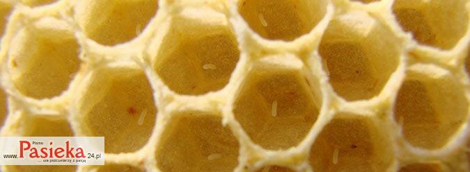 Varroa destructor – skuteczne zwalczanie czy ciągła walka? Cz. 2.