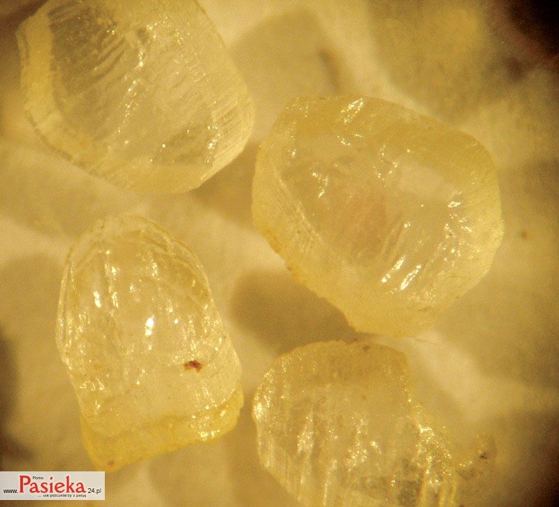 Pasieka nr 73 (5/2015)