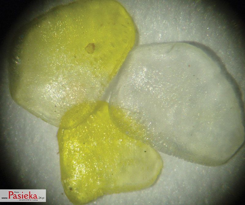 Pasieka nr 73 (5/2015)