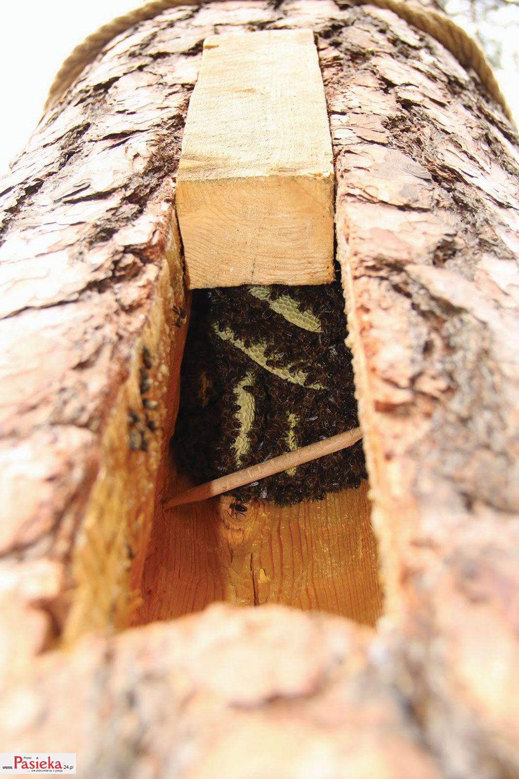 „Jak chce mieć Pan barć, to niech ją Pan sobie zrobi”, czyli o odrodzeniu bartnictwa, cz. 2.