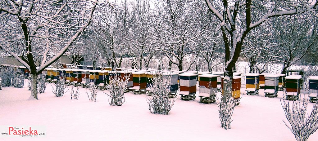 Varroa destructor – skuteczne zwalczanie czy ciągła walka? Cz. 6. Podsumowanie