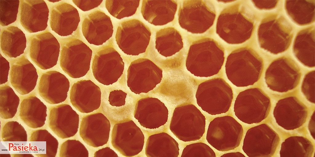 Łuseczki woskowe. Powstawanie, charakterystyka, obserwacje dotyczące budowy plastrów, cz. 2.