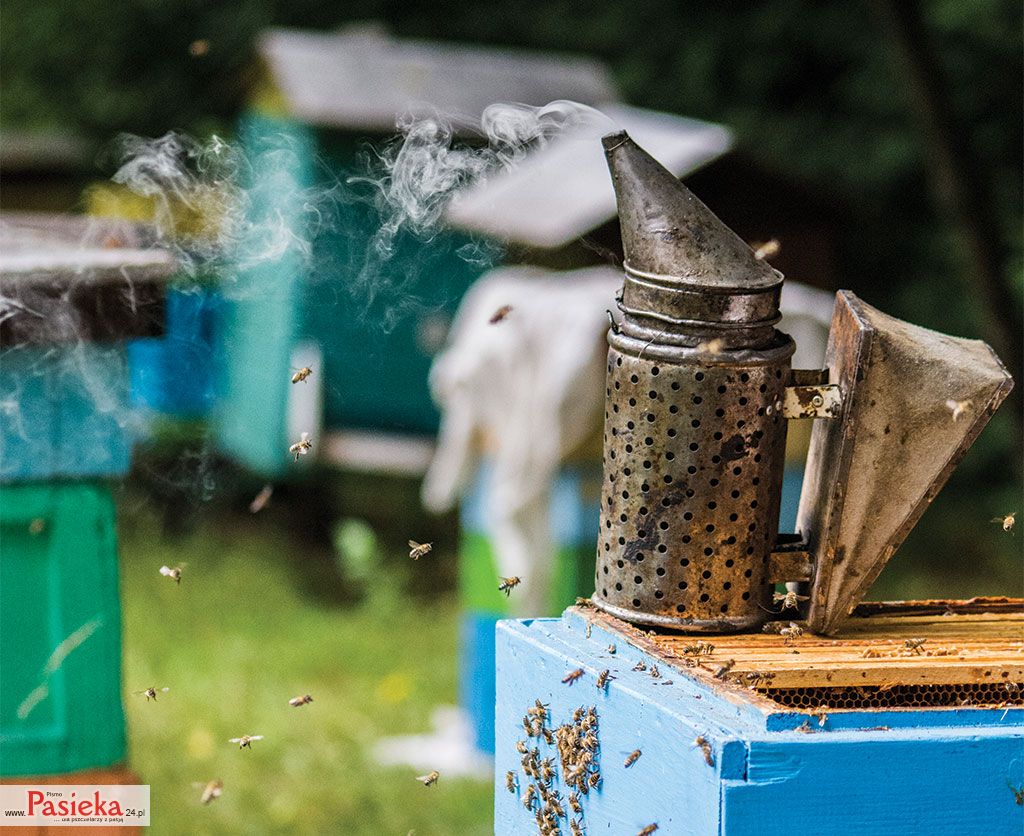 Trochę liczb, czyli po co komu pszczoły?