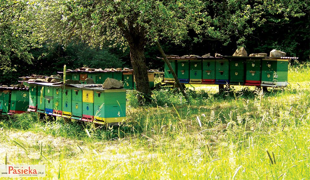 Pasieka nr 74