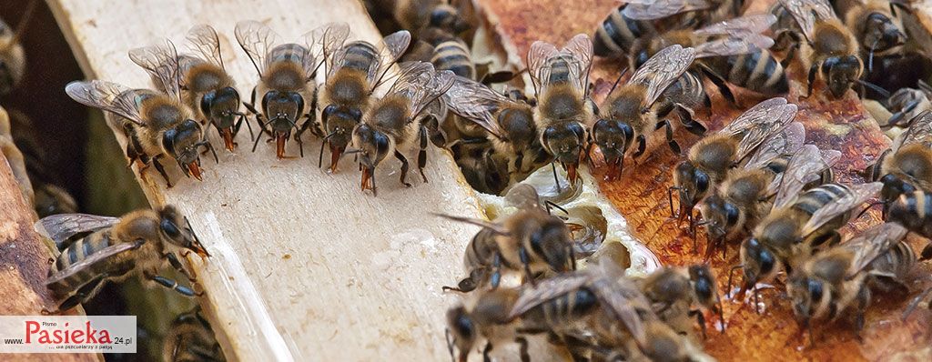 Co znaczy „pszczoła”?
