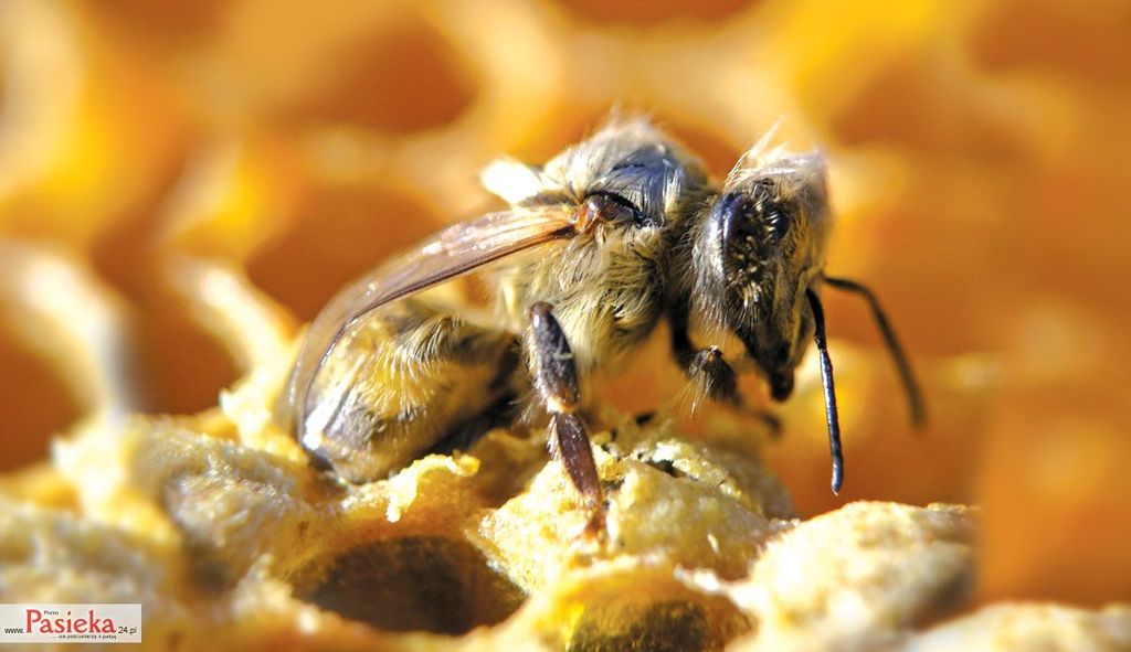 Pasieka nr 75 (ann_harman_wygryzanie.jpg)