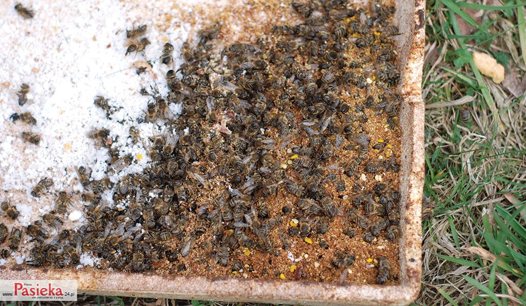 Pasieka nr 76 (apiterapia_DSC_0172)