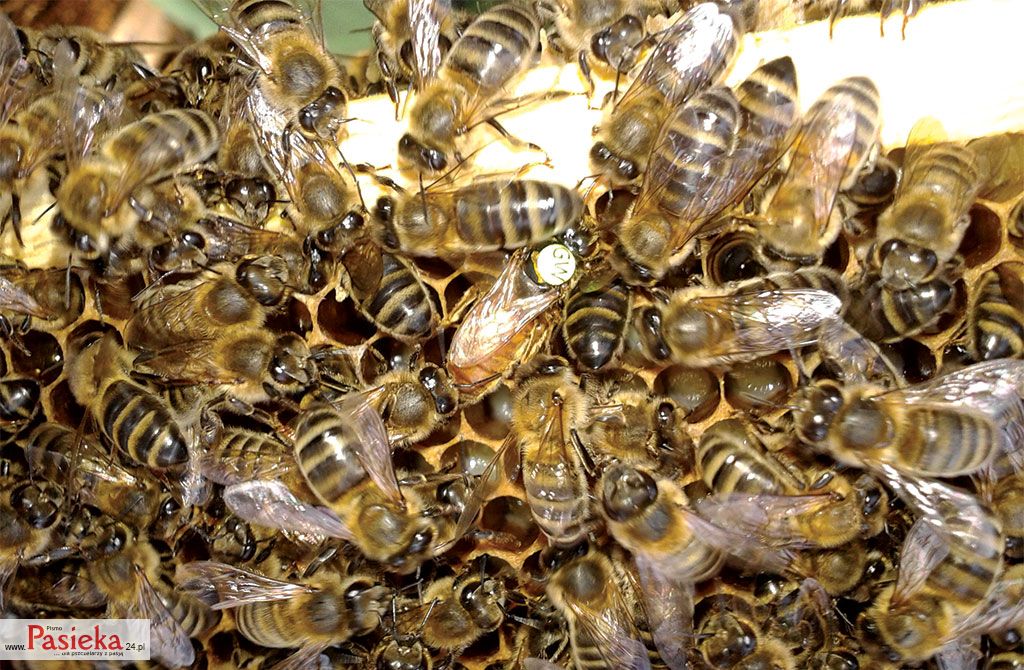 Pasieka nr 76 (hodowla_matek3.jpg)
