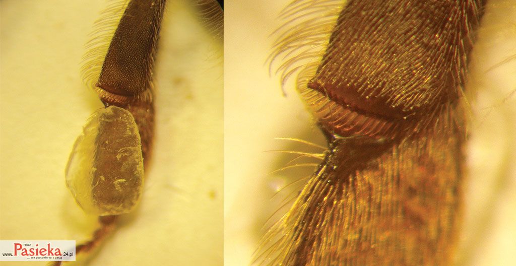 Pasieka nr 76 (luseczki_1_duze.jpg)