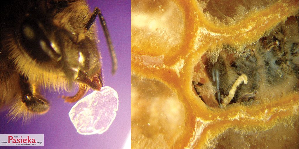 Pasieka nr 76 (luseczki_2_duze.jpg)