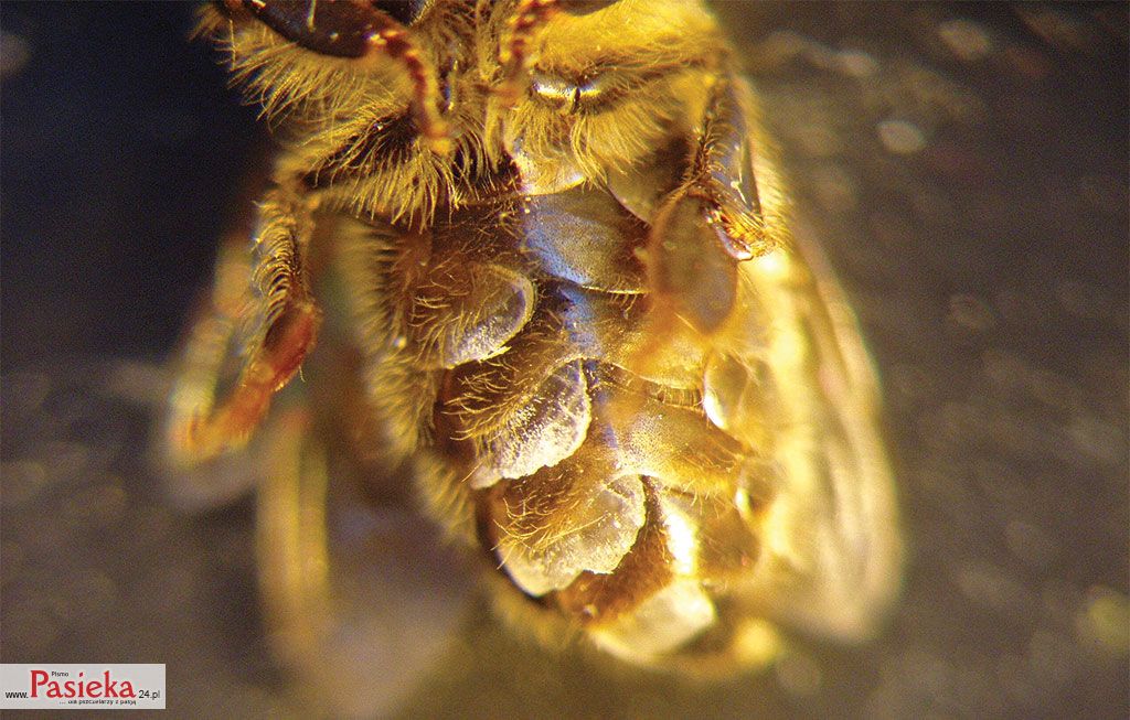 Pasieka nr 76 (luseczki_5.jpg)