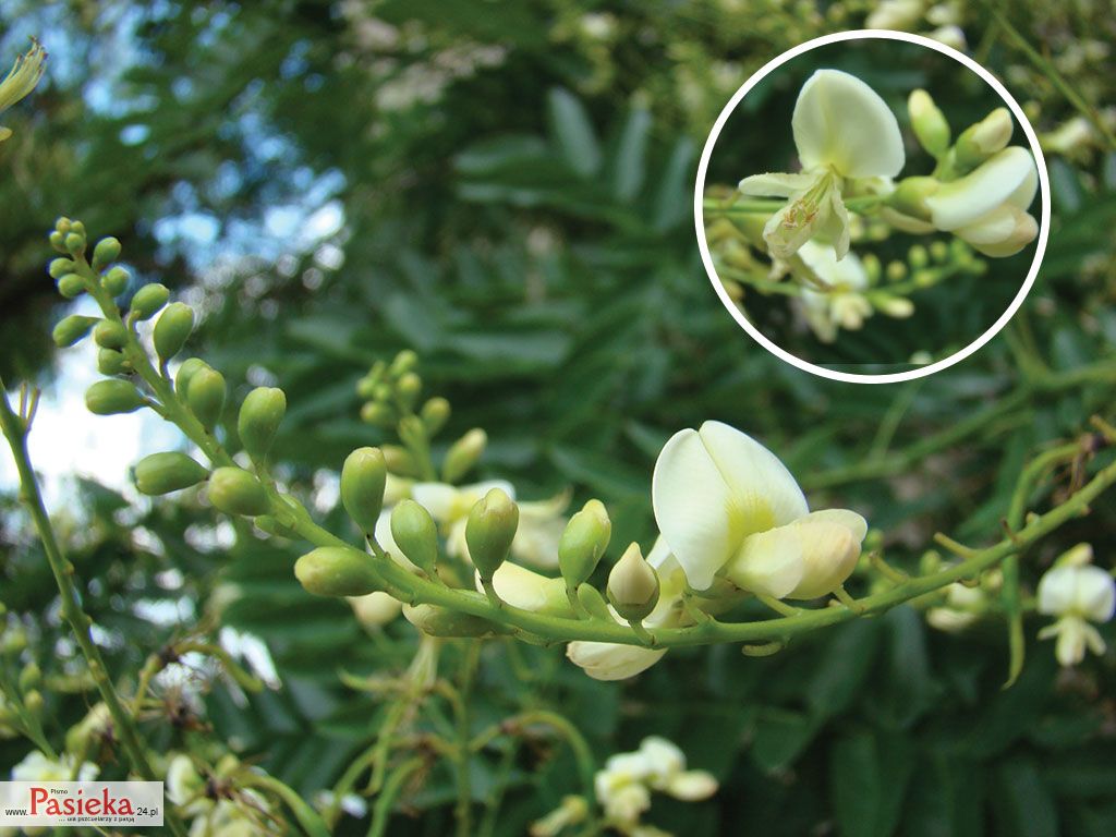 Pasieka nr 78 (drzewa_perelkowiec_japonski_(1).jpg)