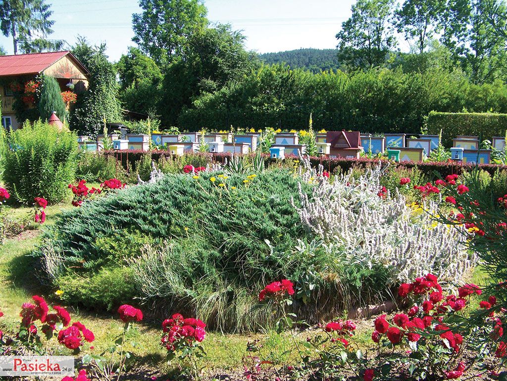 Ochrona lokalnej przyrody – ogrody przyjazne pszczołowatym, cz. 2.